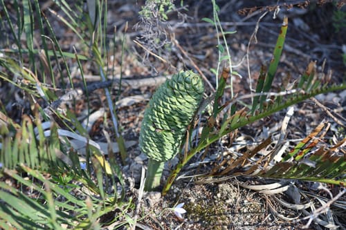Macrozamia humilis — photo