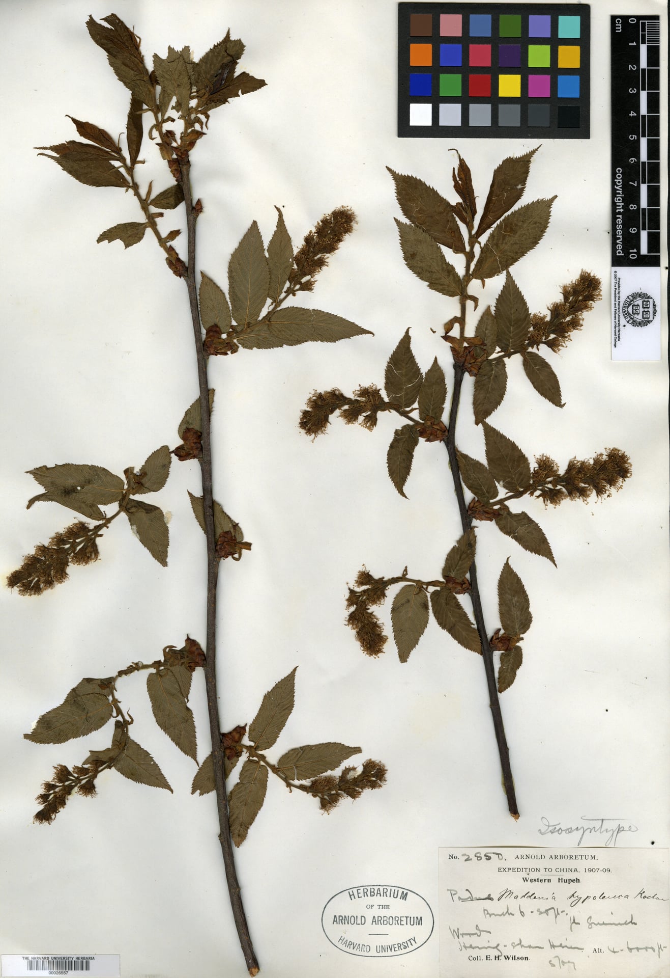 Maddenia hypoleuca