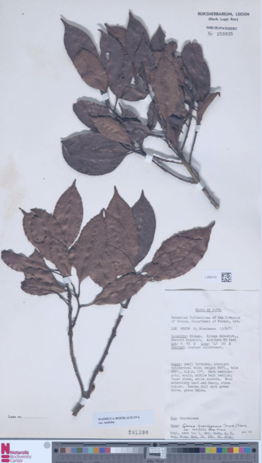 Madhuca boerlageana