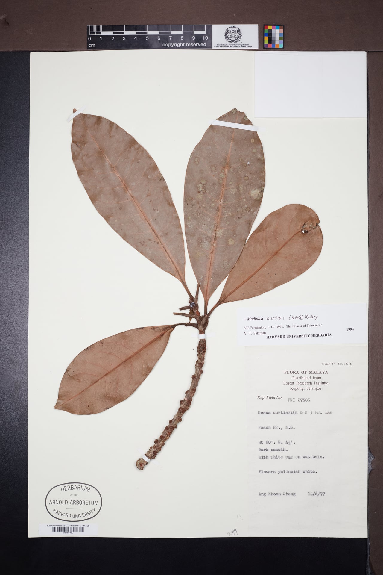 Madhuca curtisii (Mentua taban) — photo