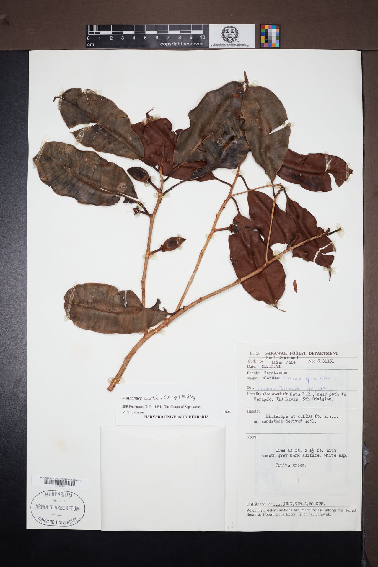 Madhuca curtisii (Mentua taban) — photo