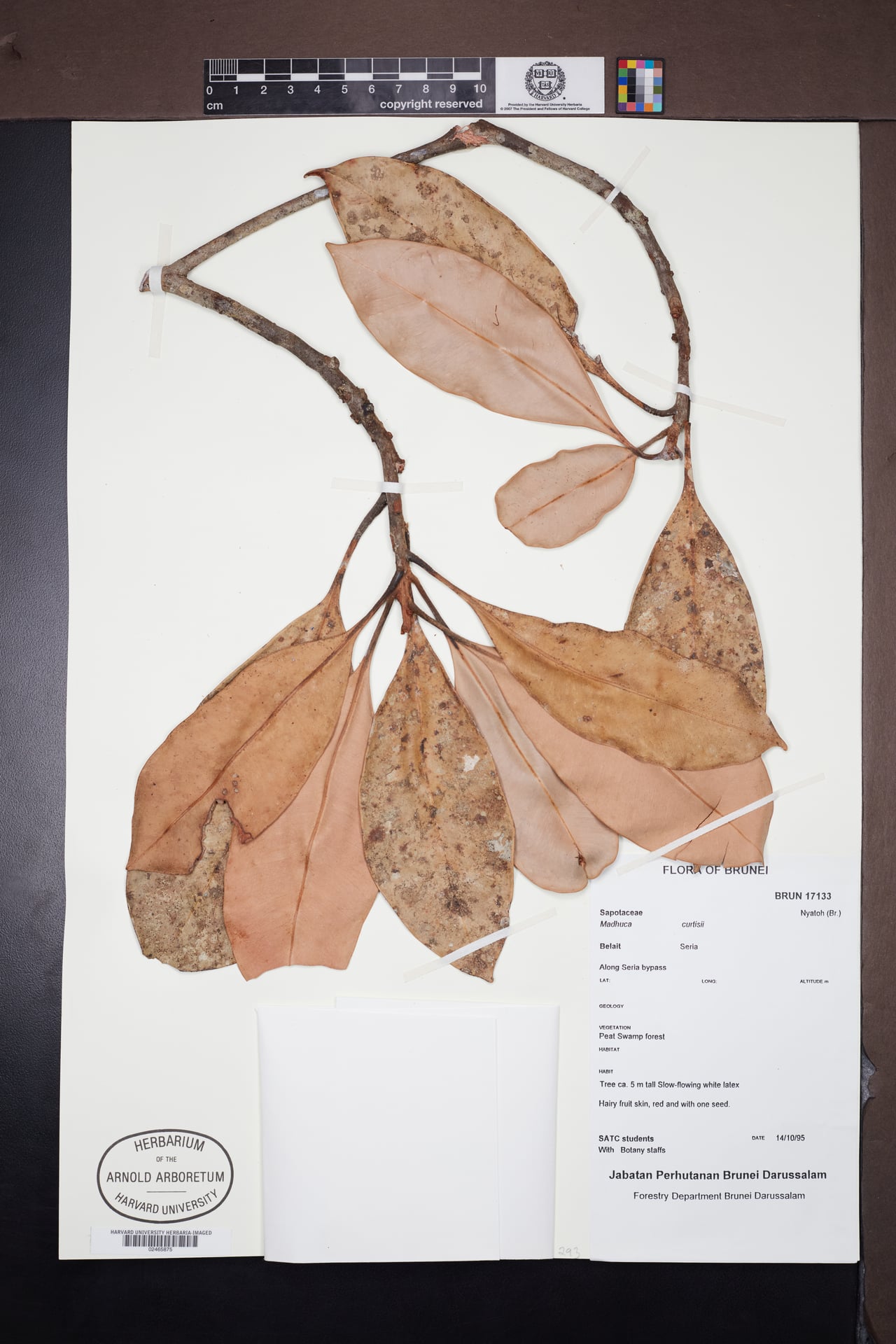 Madhuca curtisii (Mentua taban) — photo