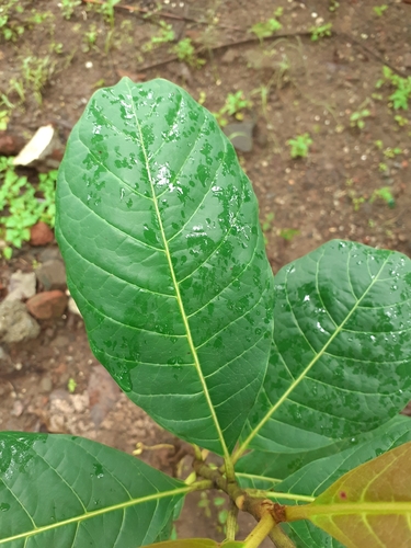 Madhuca longifolia var. latifolia (Mowra buttertree) — photo