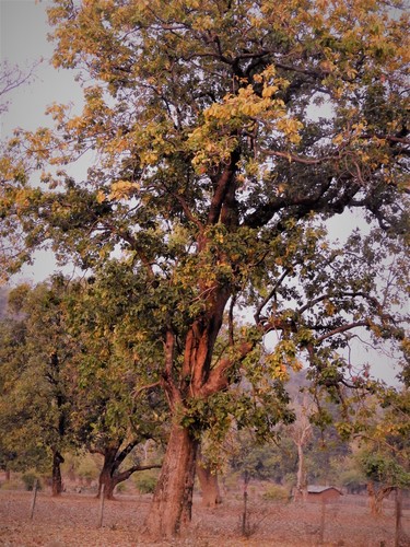 Madhuca longifolia var. latifolia (Mowra buttertree) — photo