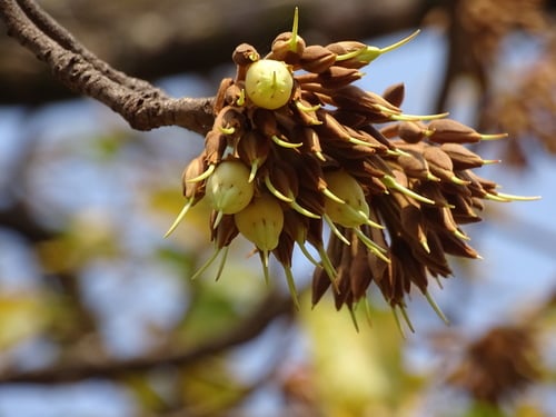 Madhuca longifolia var. latifolia
