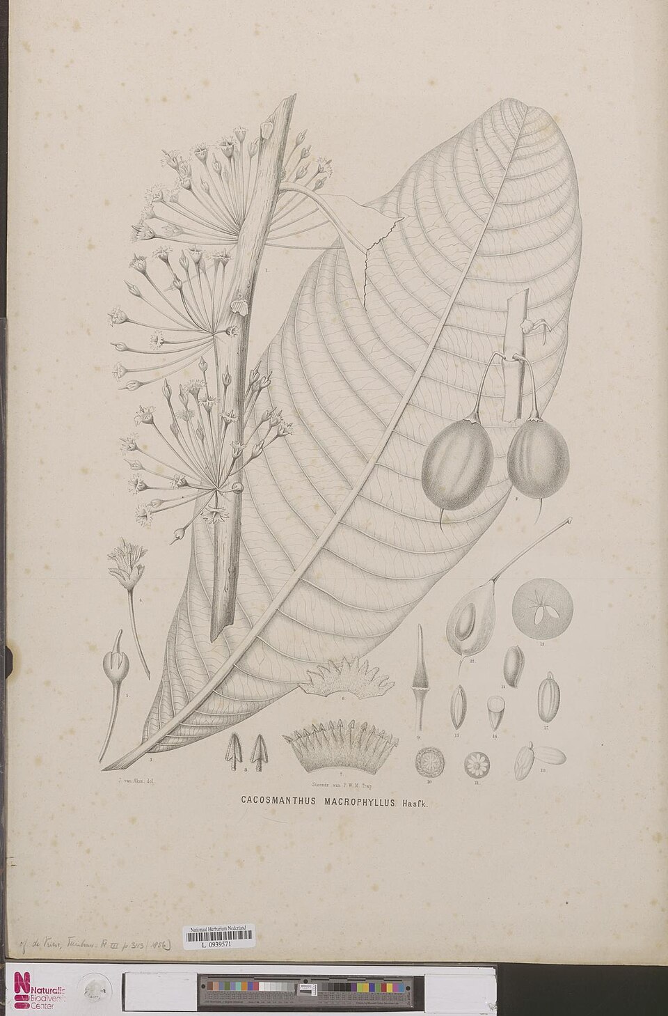 Madhuca macrophylla — photo