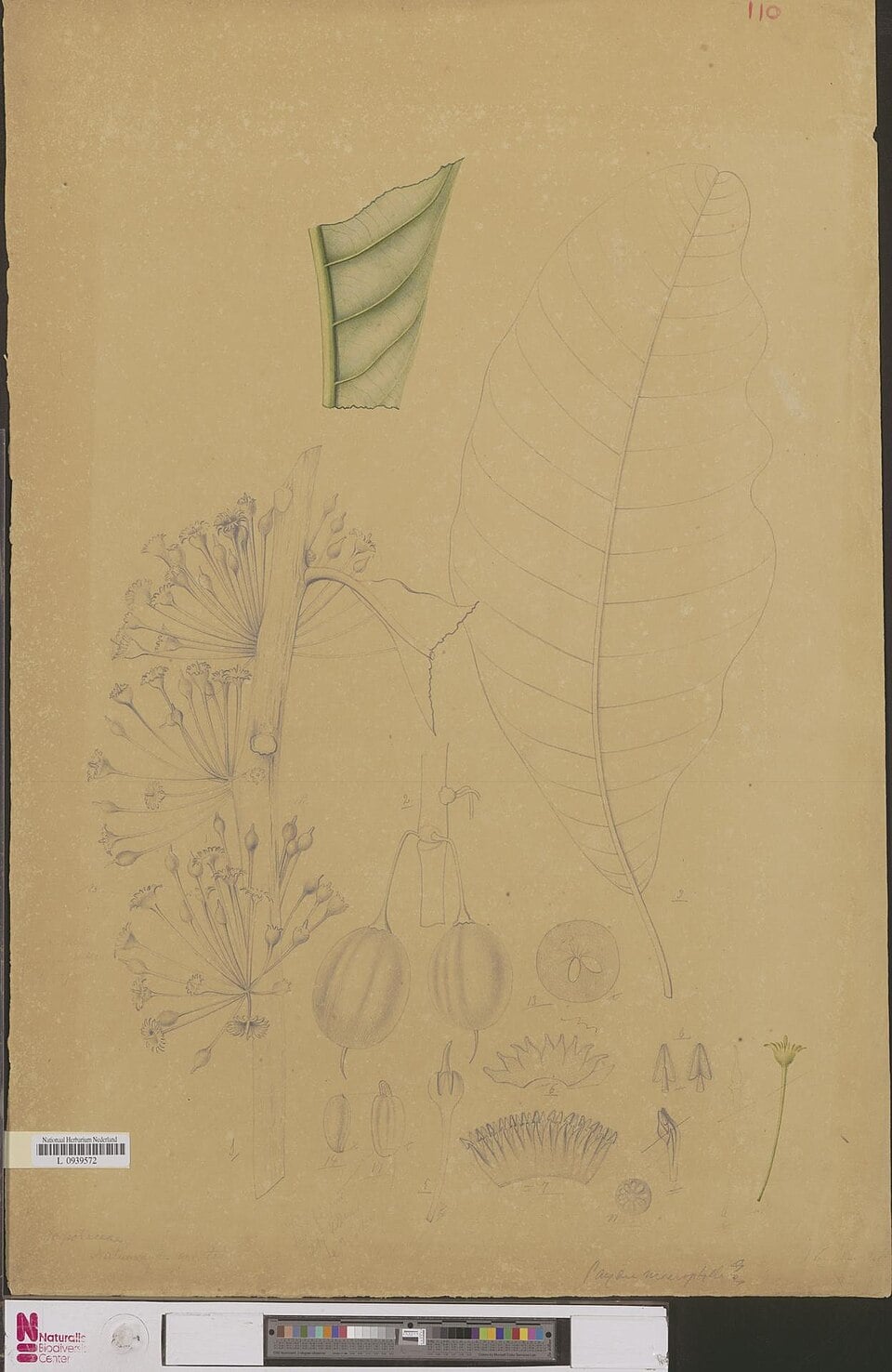 Madhuca macrophylla