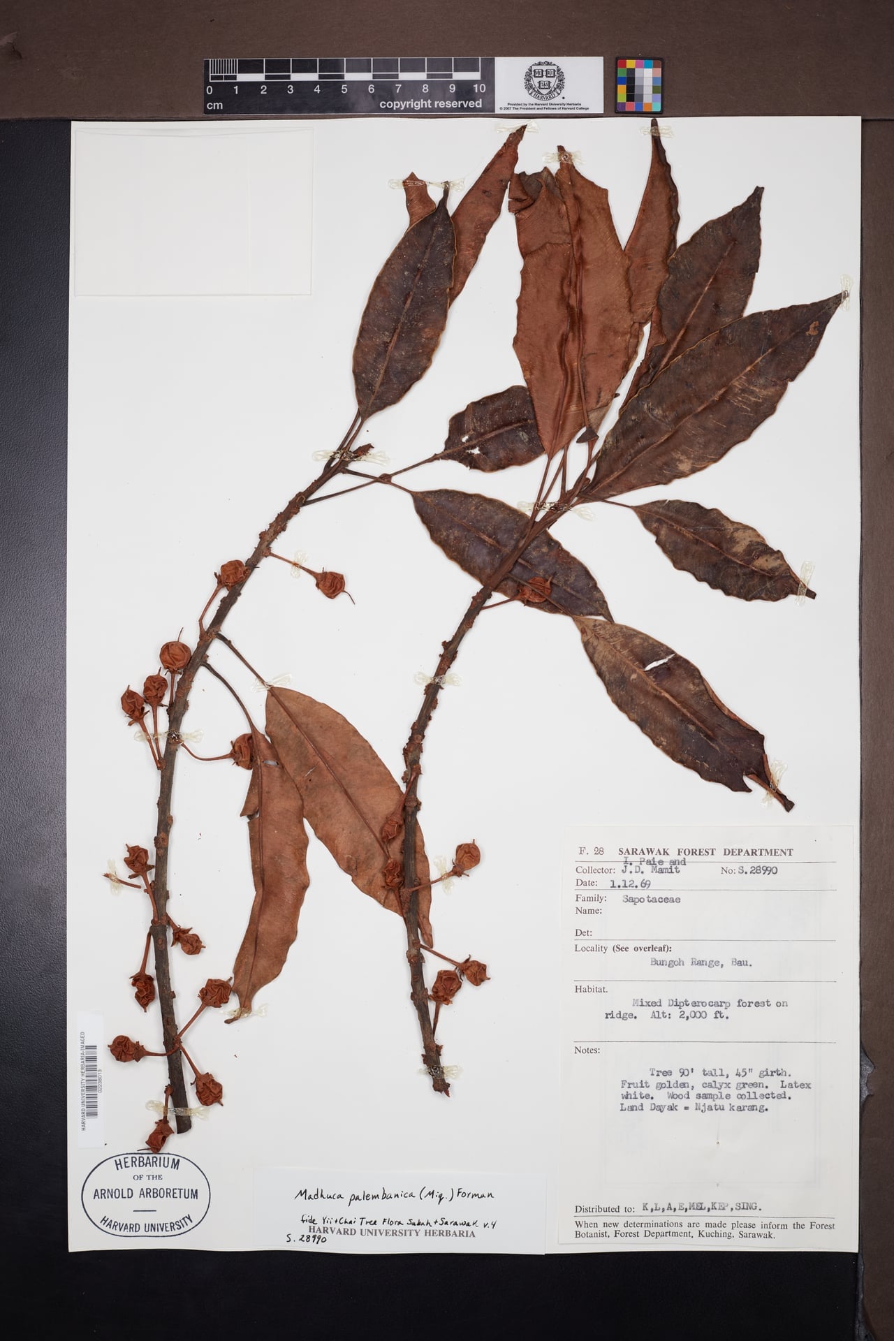 Madhuca palembanica