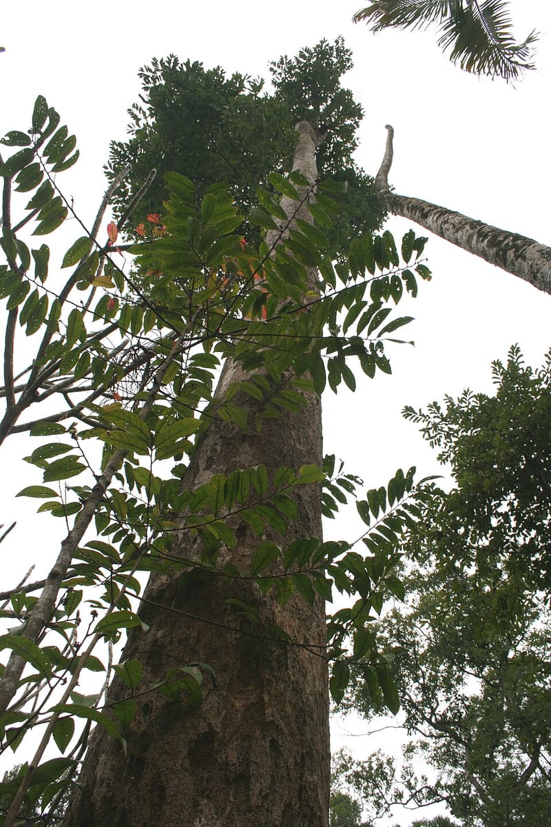 Madhuca pasquieri (Zi jing mu) — photo
