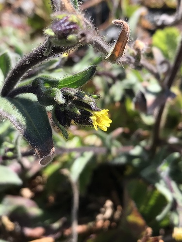 Madia capitata (Coast tarweed) — photo