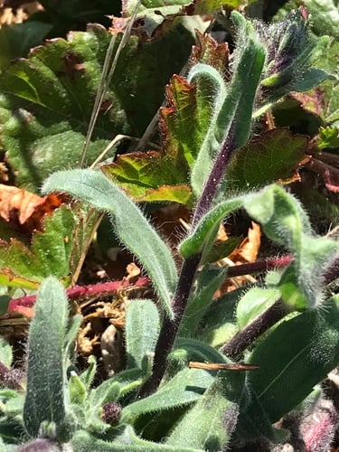 Madia capitata (Coast tarweed) — photo