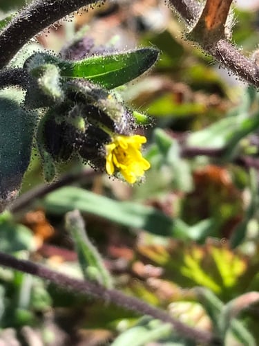 Madia capitata