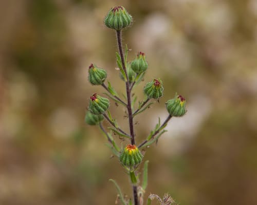 Madia chilensis — photo