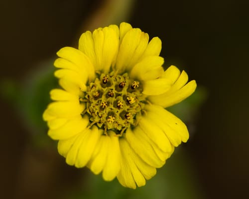 Madia chilensis — photo