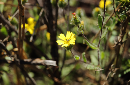 Madia chilensis