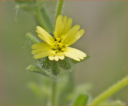 Madia gracilis — photo