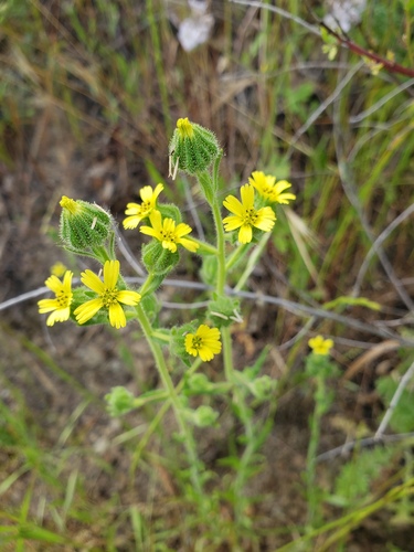 Madia gracilis