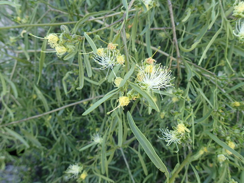 Maerua gilgii
