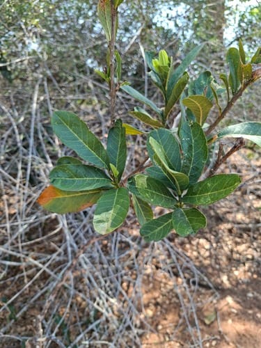 Maerua kirkii — photo