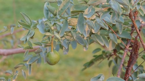 Maerua kirkii