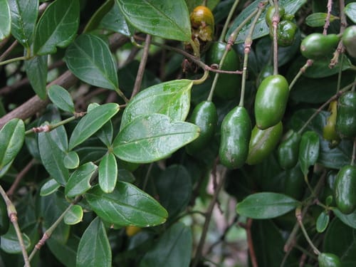 Maerua nervosa (Vein-leaved bush-cherry) — photo