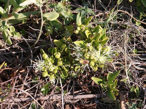 Maerua nervosa