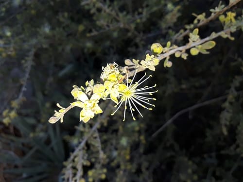 Maerua parvifolia (Dwarf cherry-bush) — photo