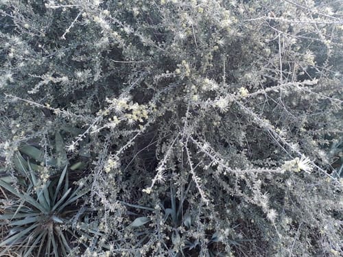 Maerua parvifolia (Dwarf cherry-bush) — photo