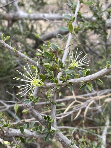 Maerua parvifolia