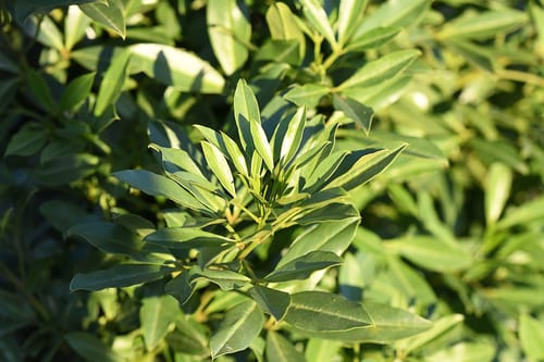 Maerua triphylla var. johannis — photo