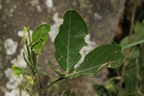 Maerua triphylla var. johannis