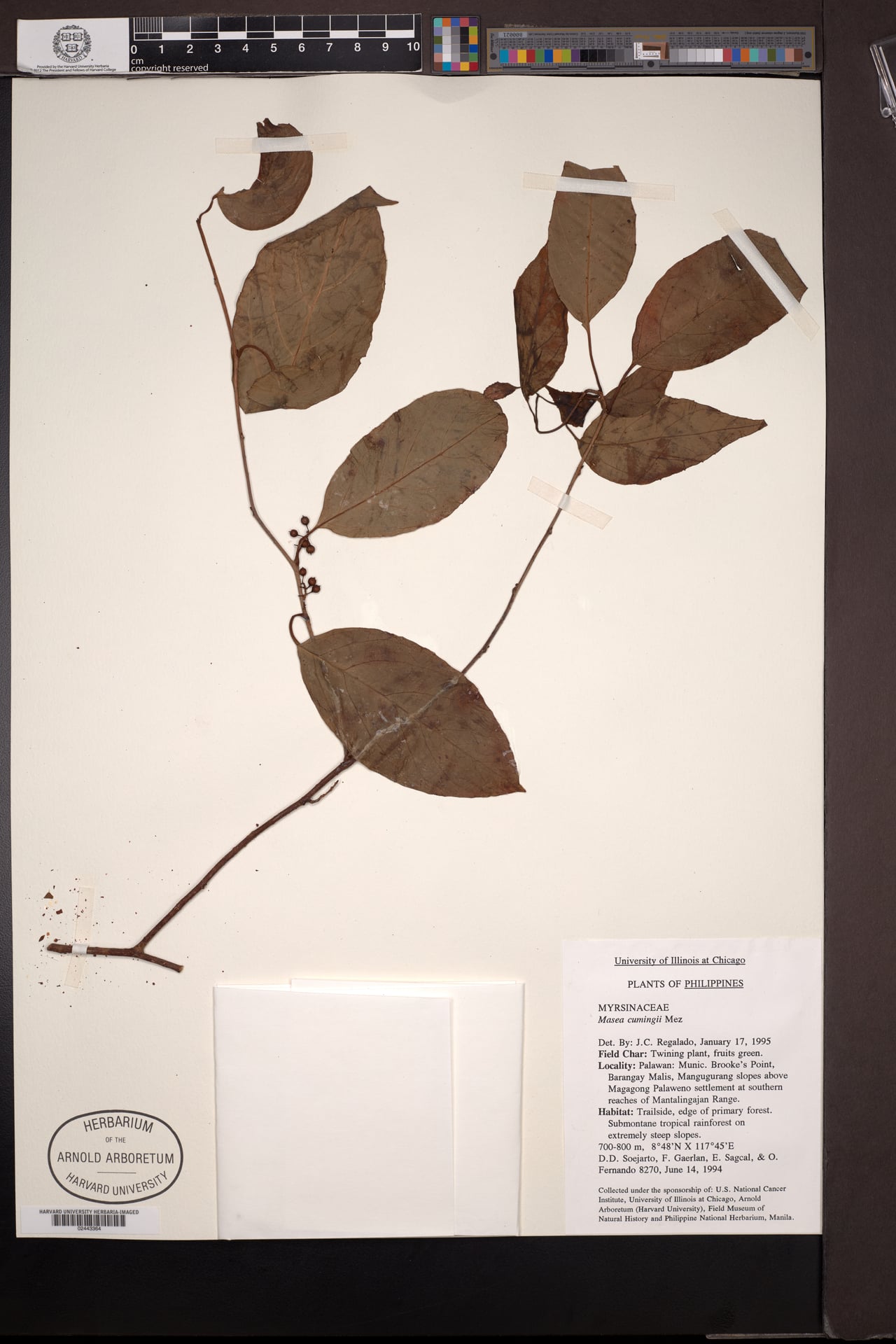 Maesa cumingii