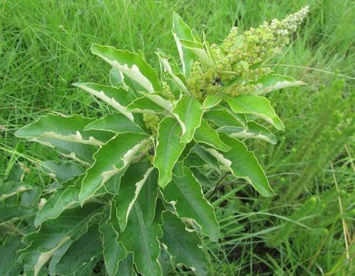 Maesa lanceolata
