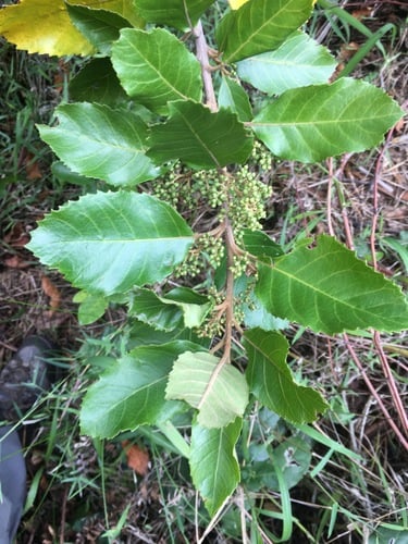 Maesa lanceolata var. rufescens