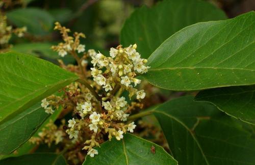 Maesa lanceolata (False assegaai) — photo