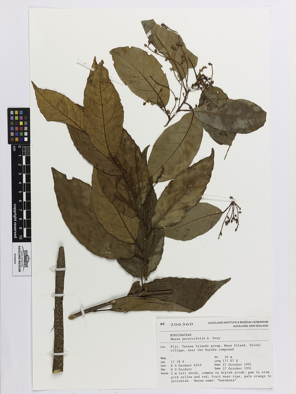 Maesa persicifolia