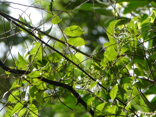 Maesa ramentacea — photo