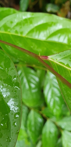 Maesa ramentacea — photo