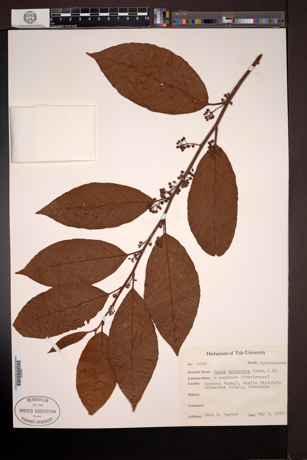 Maesa tetrandra (Four-stamen maesa) — photo