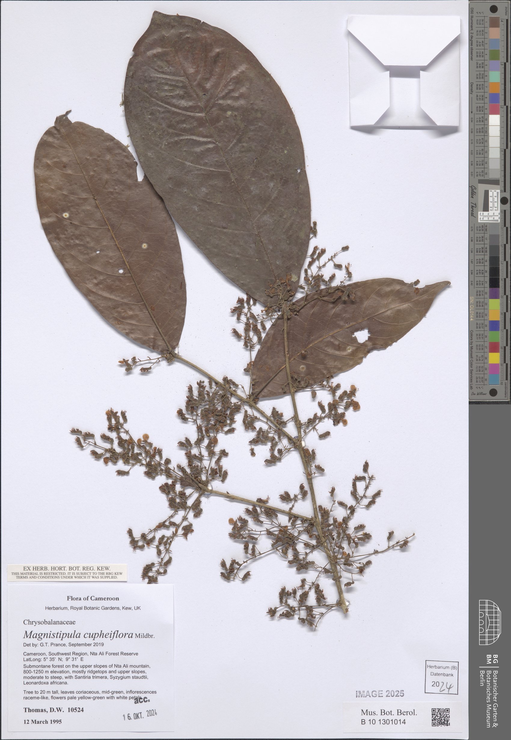 Magnistipula cupheiflora