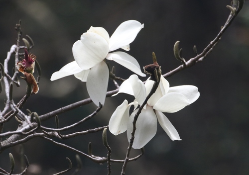 Magnolia campbellii (Campbell's magnolia) — photo