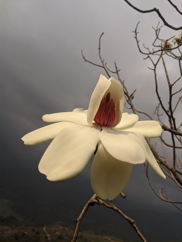Magnolia campbellii (Campbell's magnolia) — photo