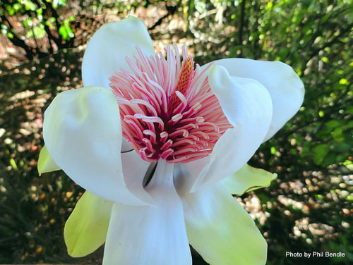 Magnolia campbellii
