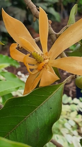 Magnolia champaca (Champac) — photo