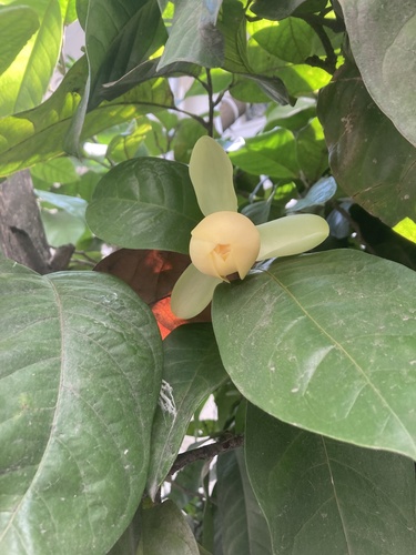 Magnolia coco (Chinese magnolia) — photo