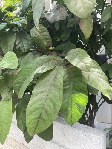 Magnolia coco (Chinese magnolia) — photo
