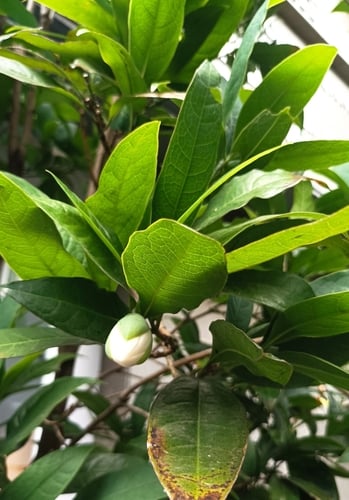 Magnolia coco