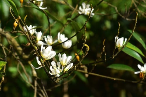 Magnolia compressa — photo