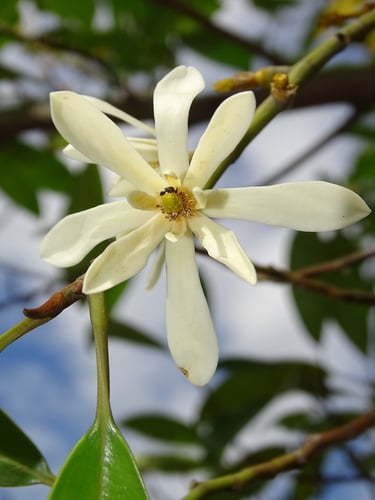 Magnolia compressa