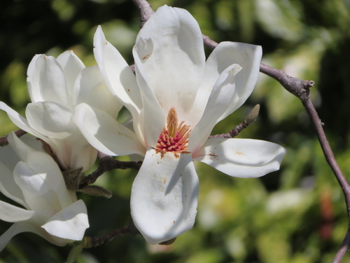Magnolia denudata (Jade orchid) — photo
